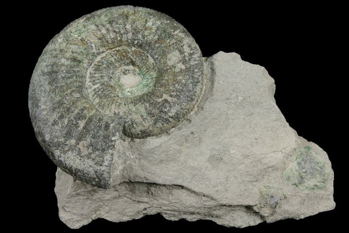 Ammonite (Orthosphinctes) Fossil on Rock - Germany #125889